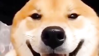 Cachorro fantasiado