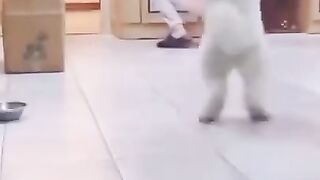 Oi humano