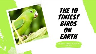 10 Tiniest Birds on Earth/Smallest birds in the World