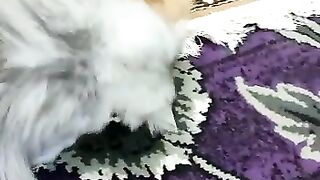 Cat ???? cat