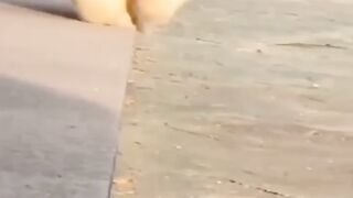 Cute dogs