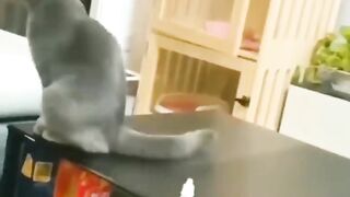 Educação felina
