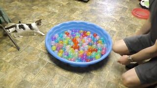 Cute_Kittens_Play_in_Ball_Pit(480p).