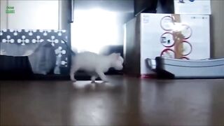 Funny cute Cats/4