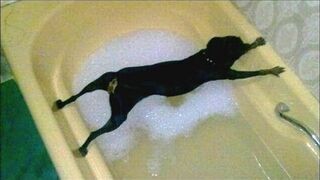 Funny dog bathing compilation.