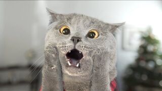 Cat Left Home Alone - Aaron's Animals.