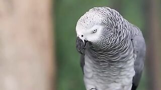 Talking_Parrot_|_VOANews(480p).