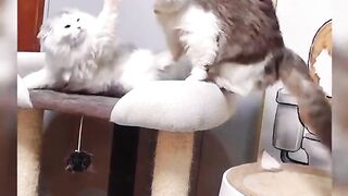 Cute cats Playing With one another Compilation | Funny cats