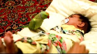 طوطی_میخواد_بچه_رو_آروم_کنه