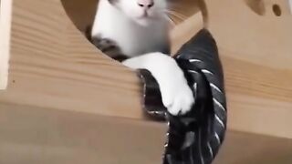 Funny cats