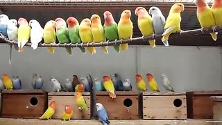 My_love_birds_farm_opaline___Agapornis_R%C5%AF%C5%BEohrdl%C3%BD(480p).