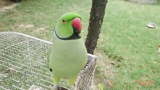 Amazing_Parrot_Video(480p).