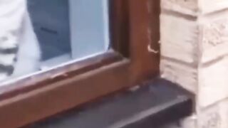 Surprised cat