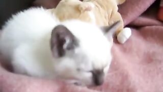 Kitten crying because she is so tired