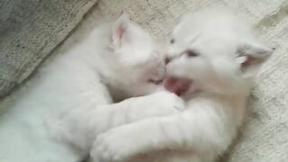 Котячьи нежности