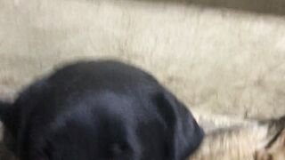 Black Labrador dog playing with ball