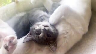 Cute kittens lounging around and grooming each other