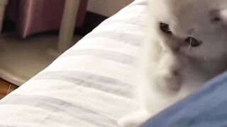 Hooman give me my food or else
