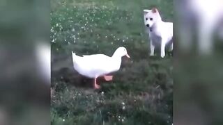 Funniest Animal Moments 2023 ???? Funniest Cats and Dogs ???????? Ep 05 | Funny Moments