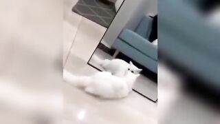 Funniest Animal Moments 2023 ???? Funniest Cats and Dogs ???????? Ep 08 | Funny Moments