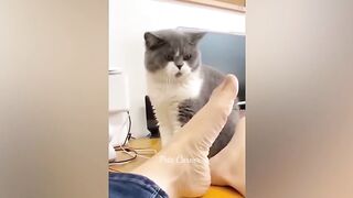 funny animals