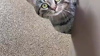 2million views| The funniest cat reaction | Funny Cat |#107