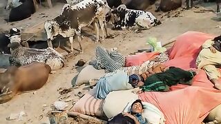 Bakra mandi 2