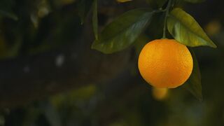 Orange Tree