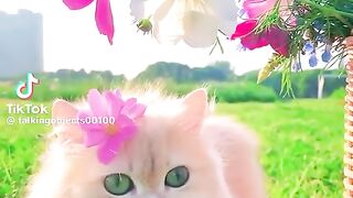 Cute Kitten Beautiful