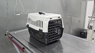 Thanks to the Second Dose of the Combination Vaccine, We Protected the Future of Six Little Kittens