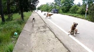 To walk among these stray dogs requires a pure heart