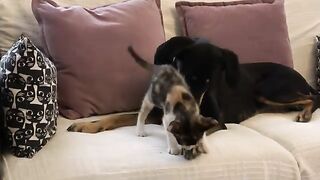While people and countries are at war, a little kitten and puppy live in peace.