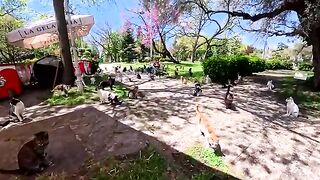 The children of Istanbul are very happy, because on every corner there are adorable kittens waiting for them.