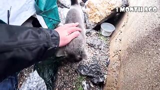 Instead of waiting for a miracle for a mother cat and her kittens, I became that miracle myself.