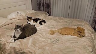 The more cats in your life, the less likely you are to get close to your wife.