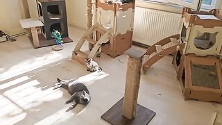 A home where every purr tells a story of survival