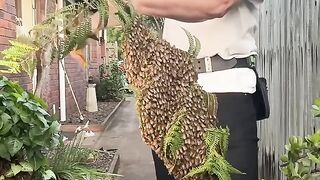 Exotic_Fern_Fruit_with_a_Sting.