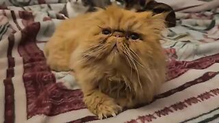 Cats are the architects of the most beautiful nights.