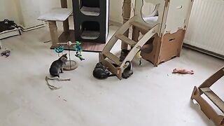 Six little kittens celebrate their survival.