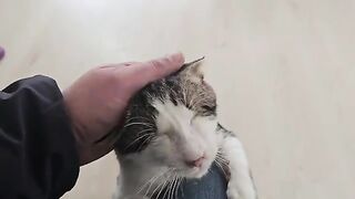 The man who turned pain into pure happiness. Rescued cats and kittens.