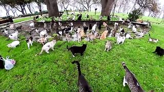 A man who can't sleep at night if at least one street cat remains hungry.