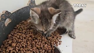 A storm, 6 newborn kittens and one life-changing decision
