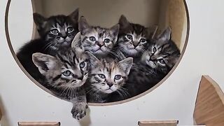 There is no more touching place than a home filled with rescued cats.