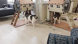 Little guests in our home and my special cats