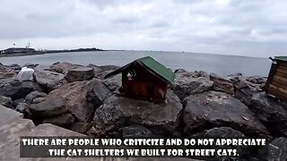 Which shelter would you choose if you were a stray cat?