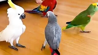 Funny video