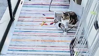 The cat relaxing on its chair after turning