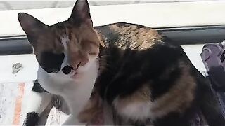 A cat lying inside the laundry basket to get