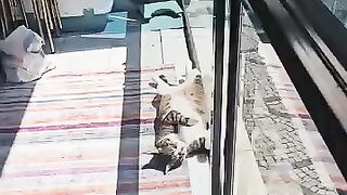 A cat that fell asleep on its back after