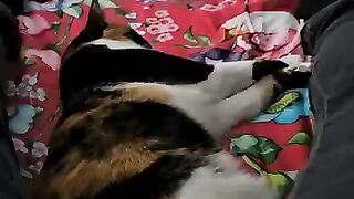 The love that touch-addicted cats have